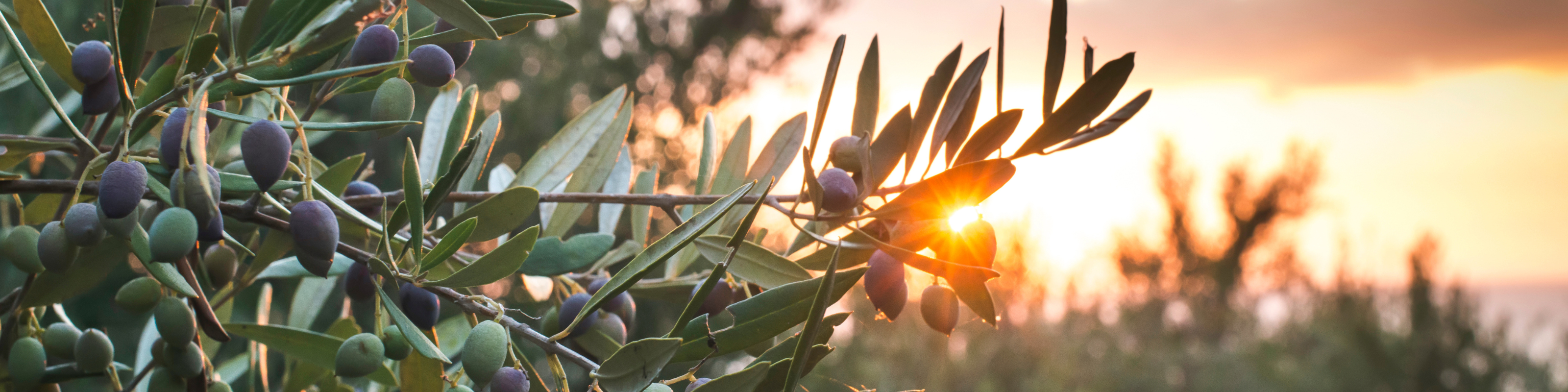 branch of olive tree with Spanish olives in front of setting sun